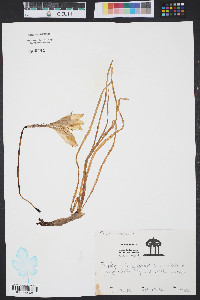 Zephyranthes atamasco image