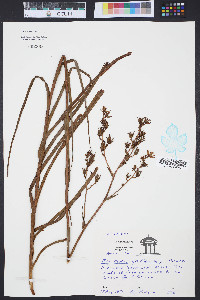 Zigadenus glaberrimus image