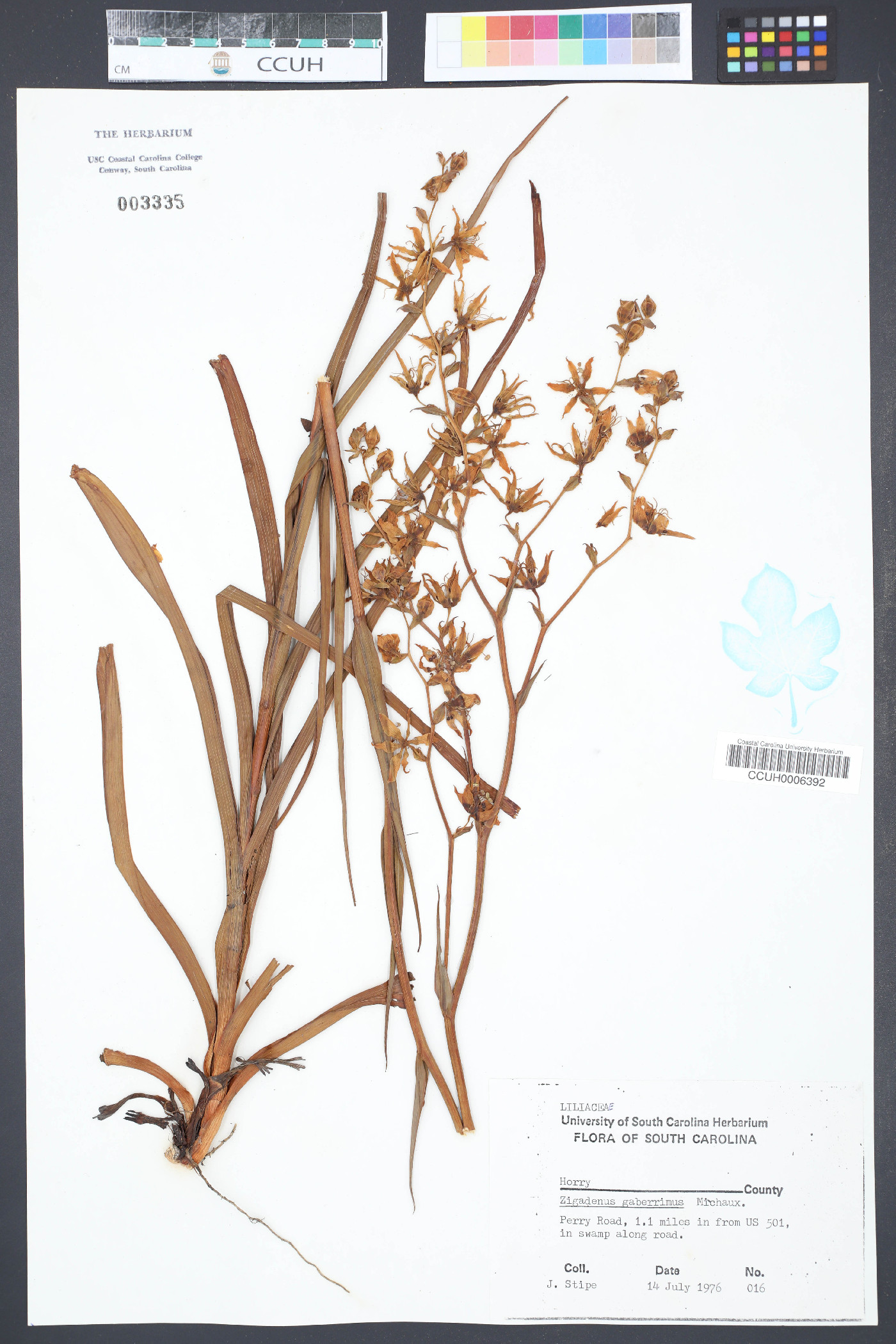 Zigadenus glaberrimus image