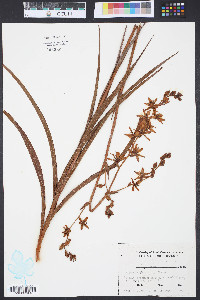 Zigadenus glaberrimus image