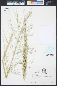 Zizania aquatica image