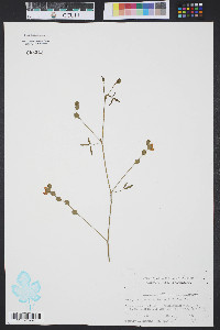 Zornia bracteata image