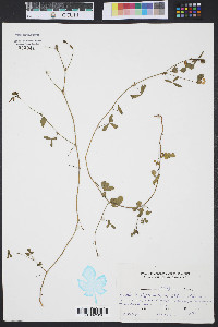 Zornia bracteata image