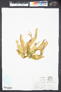 Petalonia fascia image