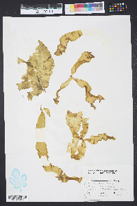 Petalonia fascia image