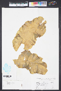 Petalonia fascia image
