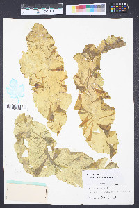 Petalonia fascia image