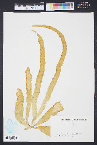 Petalonia fascia image
