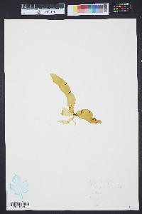 Egregia menziesii image