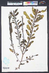 Egregia menziesii image