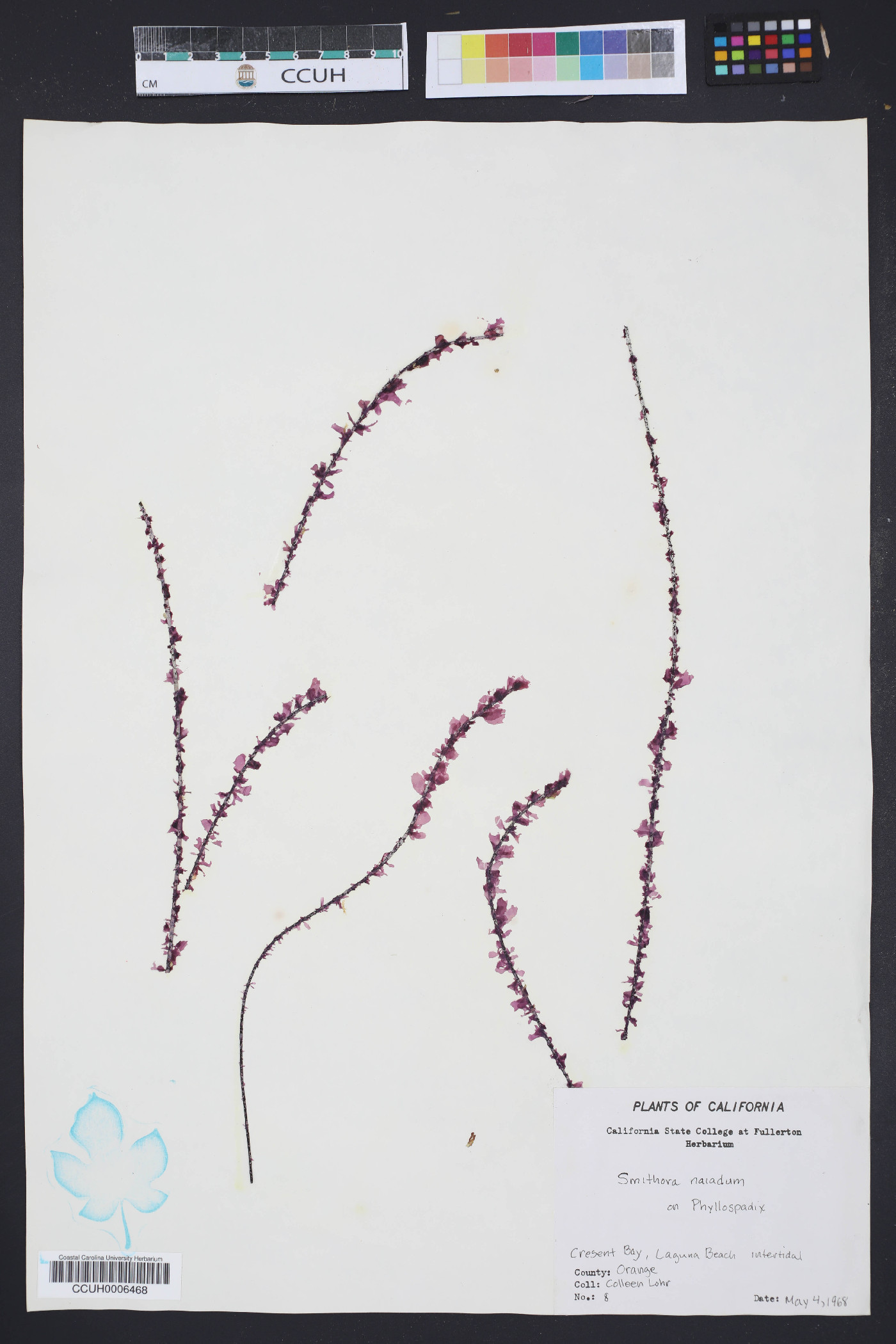 Erythrotrichiaceae image