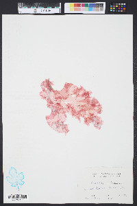 Grinnellia americana image