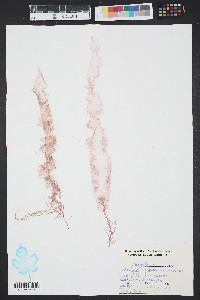 Porphyra umbilicalis image