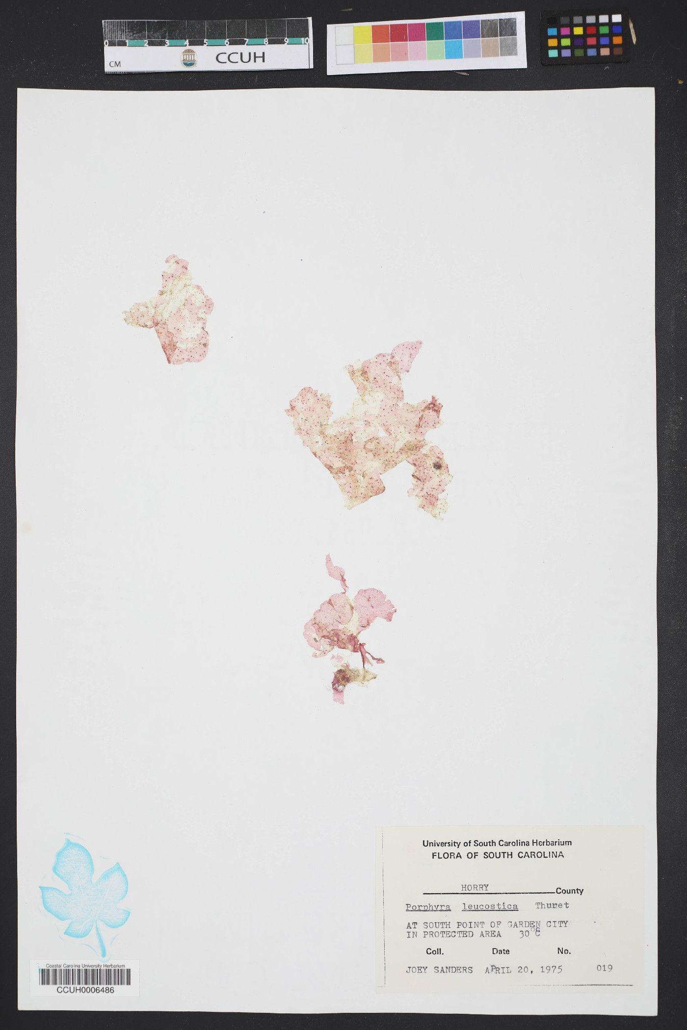 Porphyra leucostricta image