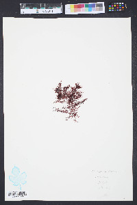 Gelidium cartilagineum image