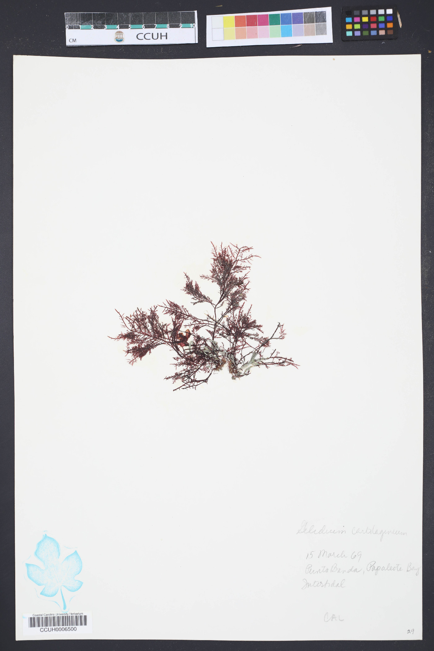 Gelidium cartilagineum image
