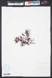Gelidium cartilagineum image