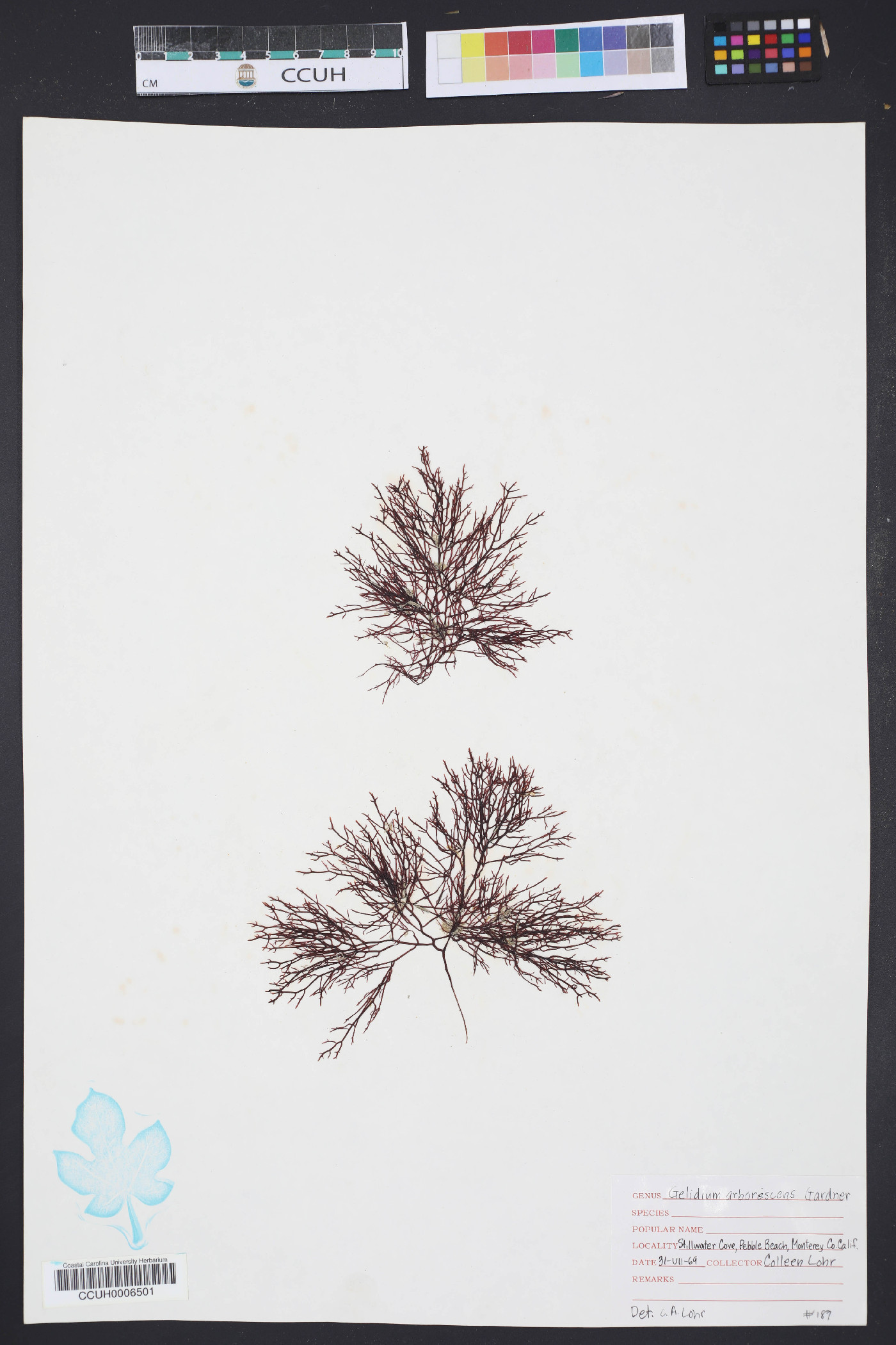 Gelidium arborescens image