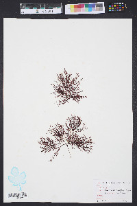 Media resource of Gelidium arborescens