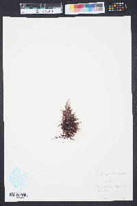Gelidium cartilagineum image