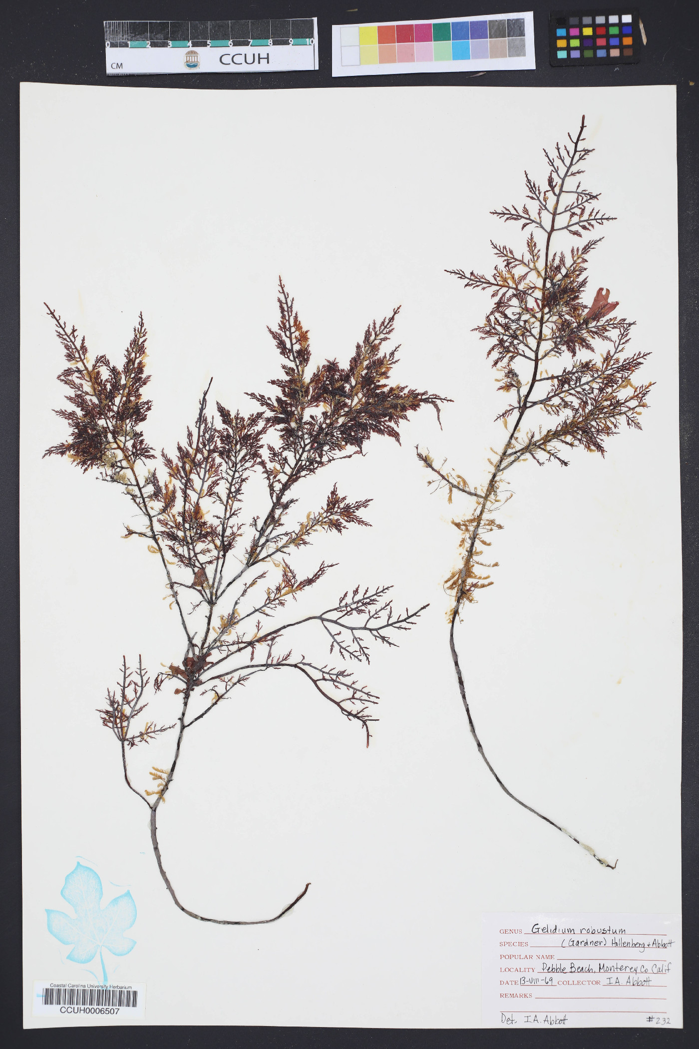 Gelidium robustum image
