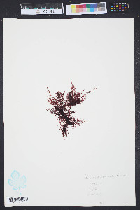 Media resource of Gelidium pyramidale