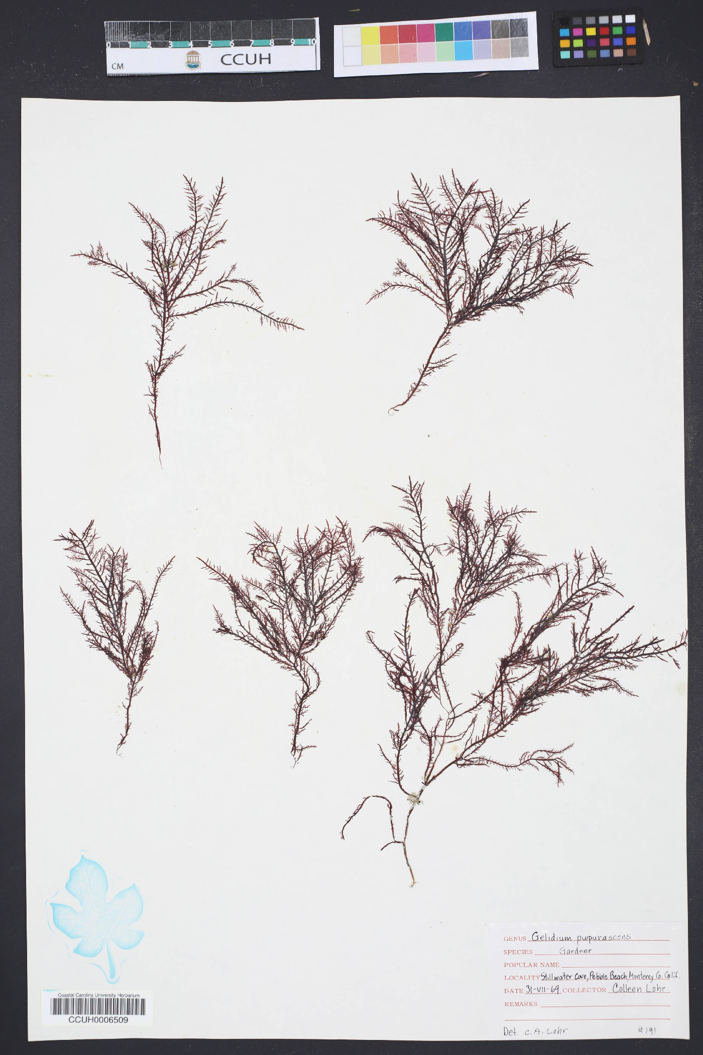 Gelidium purpurascens image