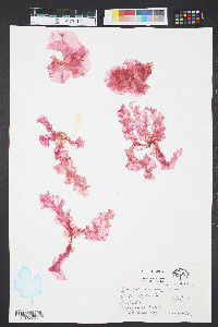 Grinnellia americana image