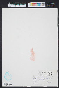 Grinnellia americana image