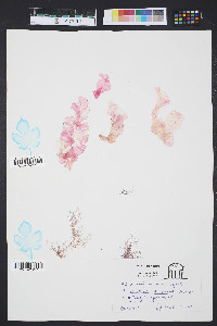 Grinnellia americana image