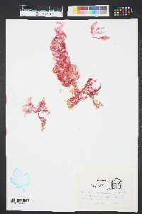 Grinnellia americana image