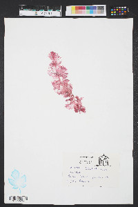 Grinnellia americana image