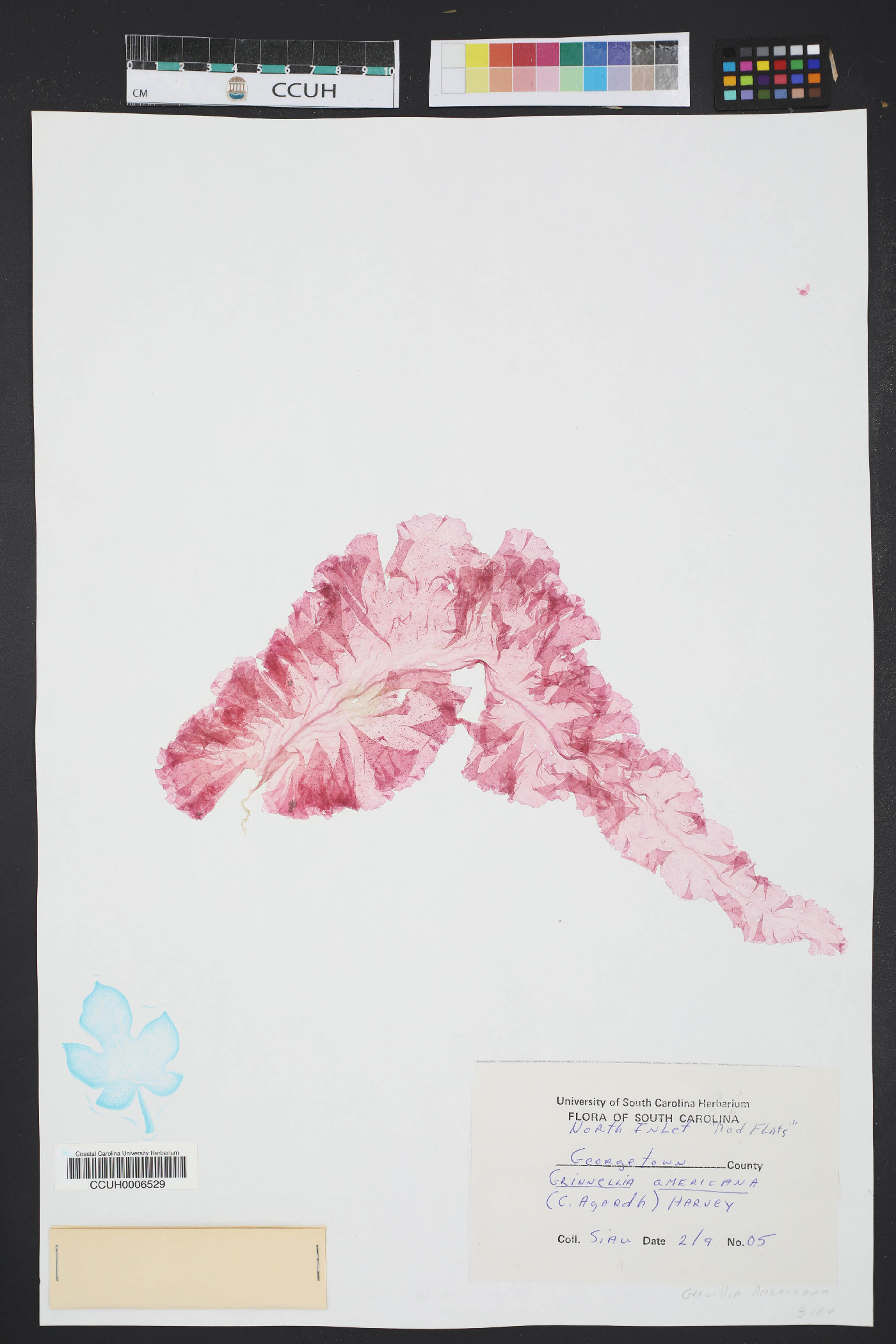 Grinnellia americana image