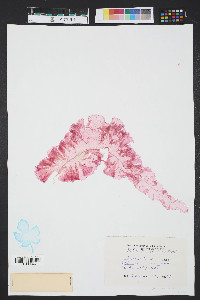 Grinnellia americana image