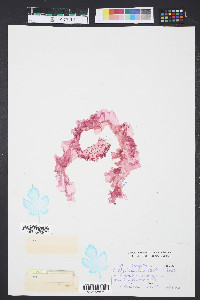 Porphyra leucostricta image