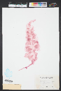Grinnellia americana image