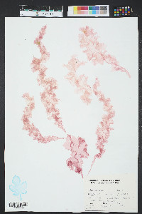 Grinnellia americana image