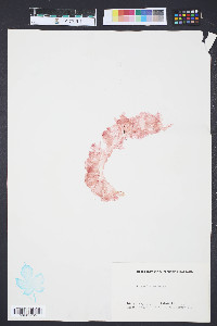 Grinnellia americana image