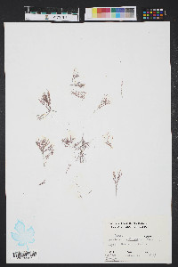 Corallina officinalis image