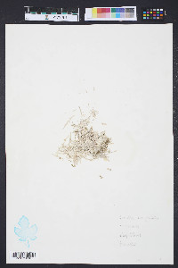 Media resource of Bossiella orbigniana