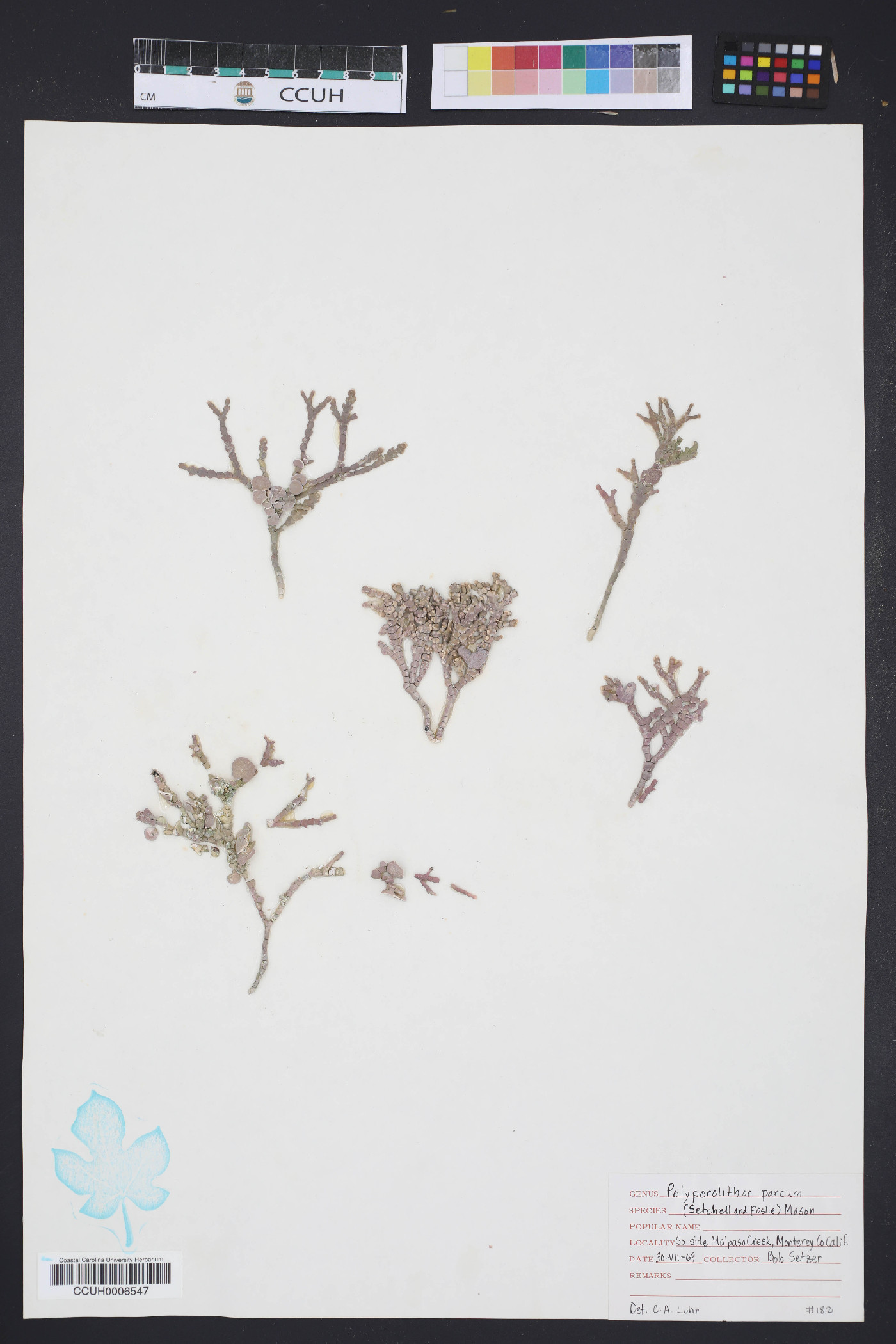 Clathromorphum parcum image