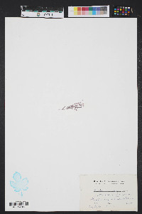 Corallina officinalis image