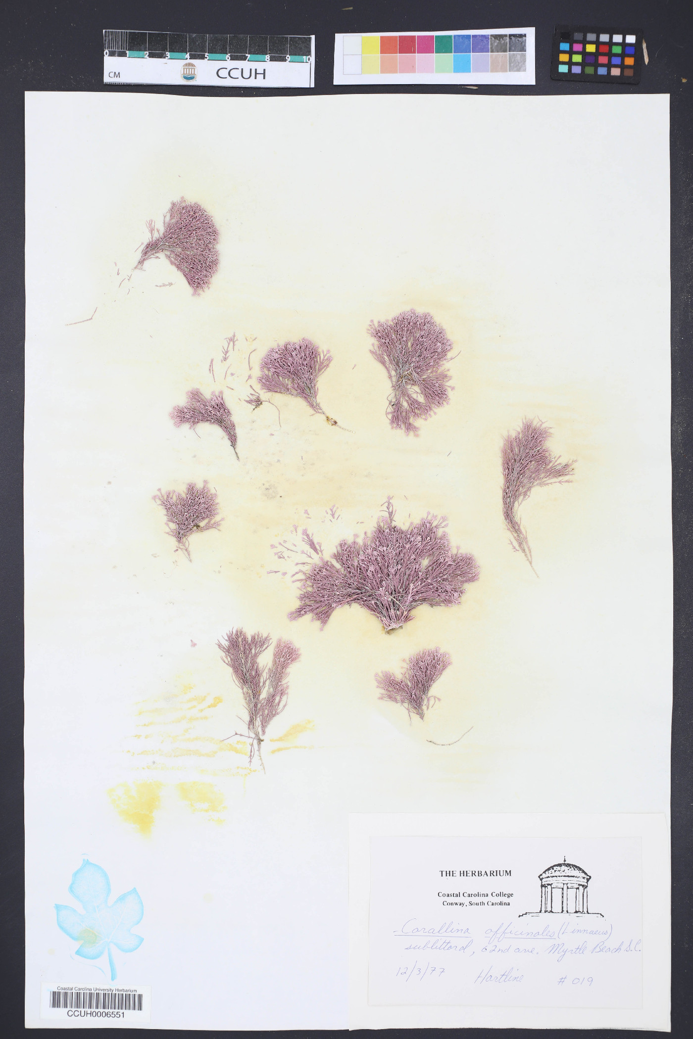 Corallina officinalis image