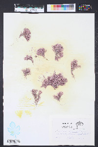 Corallina officinalis image