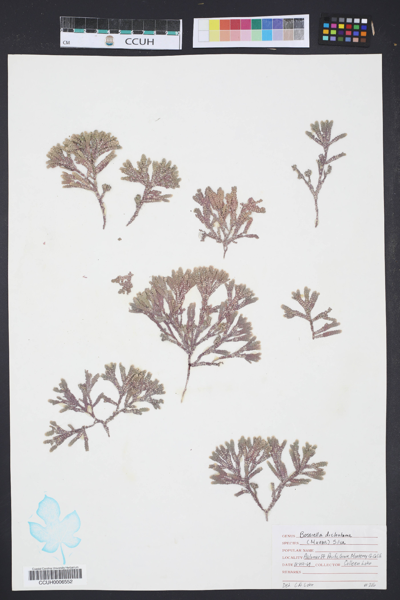 Bossiella dichotoma image