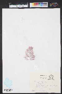 Corallina officinalis image