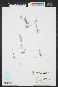 Corallina officinalis image