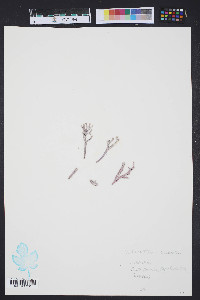 Media resource of Calliarthron tuberculosum