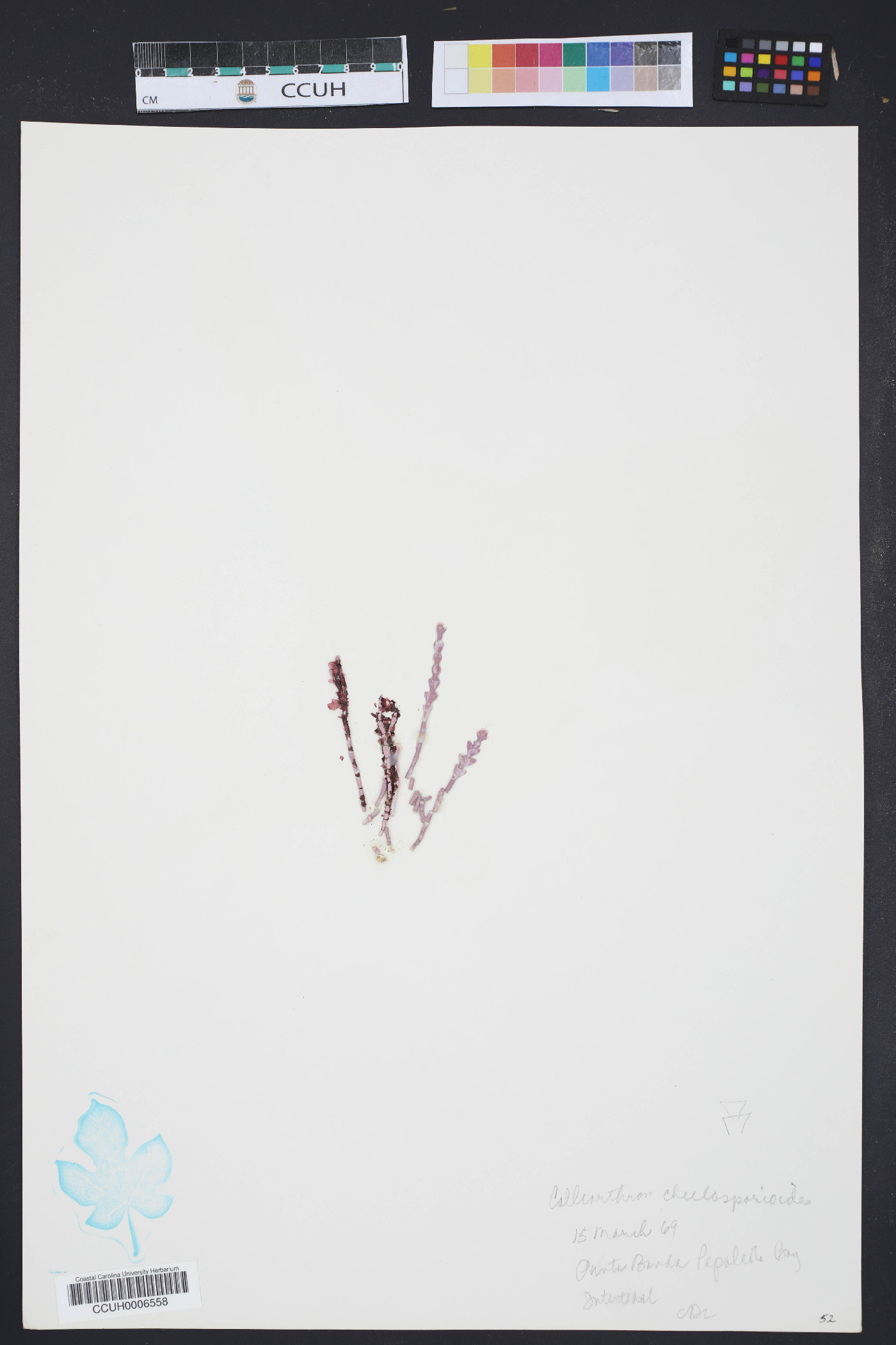 Calliarthron cheilosporioides image