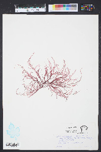 Grateloupia filicina image